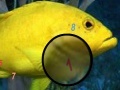 Žaidimas Amazing Fishes Hidden Numbers