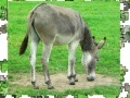 Žaidimas Jigsaw: Donkey