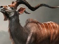 Žaidimas Wild antelope slide puzzle