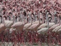 Žaidimas Flamingos Slider