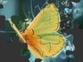 Žaidimas Butterfly