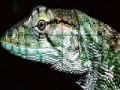 Žaidimas Wild iguana slide puzzle