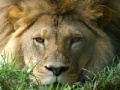 Žaidimas African Lion