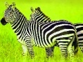 Žaidimas Green Safari: Zebras Puzzle