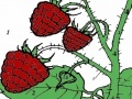 Žaidimas Red berry garden coloring