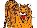 Žaidimas Tiger Coloring