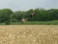 Žaidimas Pheasant Hunting