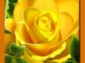 Žaidimas Yellow Roses