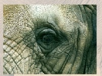 Žaidimas Elephants