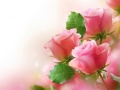 Žaidimas Pink Roses