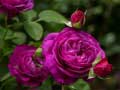 Žaidimas Purple Roses