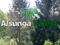 Žaidimas Return To Alsunga Forest