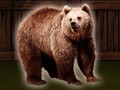 Žaidimas Save The Grizzly Bear