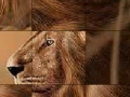 Žaidimas Big brave lion slide puzzle