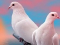 Žaidimas Lovely white doves slide puzzle
