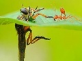 Žaidimas Little ant and leaf slide puzzle