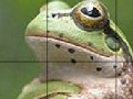 Žaidimas Sweet Green Frog Slide Puzzle