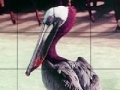 Žaidimas Pink headed pelican slide puzzle
