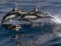 Žaidimas Dolphins Sliding Puzzle