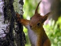 Žaidimas Cute squirrels slide puzzle