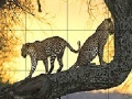 Žaidimas Big wild cats slide puzzle