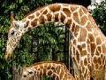 Žaidimas Giraffes in the forest slide puzzle
