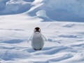 Žaidimas Cannibal Penguin