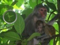 Žaidimas Hidden Animals: Baby Monkeys