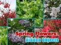 Žaidimas Spring Flowers: Hidden Objects