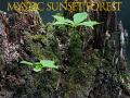 Žaidimas Mystic sunset forest