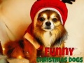 Žaidimas Funny Christmas Dogs