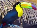 Žaidimas Toucan Bird Jigsaw