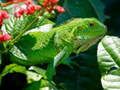 Žaidimas Wild Iguana