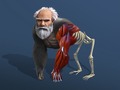 Žaidimas Idle Evolution From Cell To Human