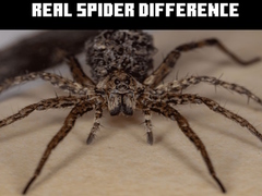 Žaidimas Real Spider Difference