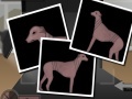 Žaidimas Greyhound Tycoon