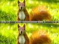 Žaidimas Squirrel difference
