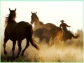 Žaidimas Cowboy Horses Sliding